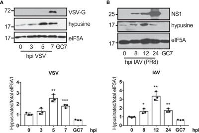 eIF5A is activated by virus infection or dsRNA and facilitates virus replication through modulation of interferon production